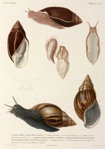 Salyangoz, Yeni Gine, Madagaskar ve Mauritius
