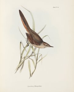 Spinetail, Güney Amerika, c 1832-1836 by John Pardon