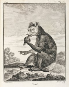 Indri - bir lemur türü, Madagaskar by John Pardon