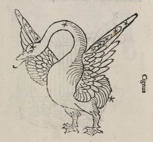 Kuğu takımyıldızı by John Pardon