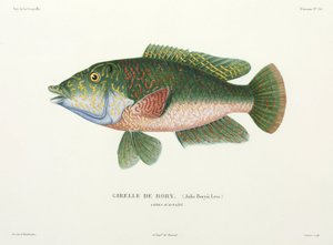 wrasse türü, Tahiti by John Pardon