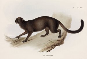 Gelincik veya su samuru kedisi, Güney Amerika, c 1832-1836