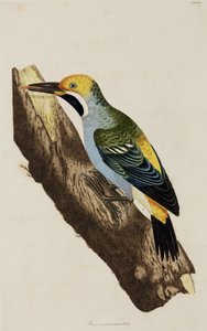 Ağaçkakan by John Pardon