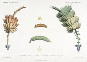 Bir demet Muz ve Plantain, 