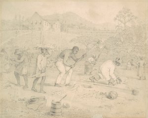 Şeker kamışı ekimi (Trinidad)