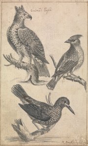 Taçlı Kartal ve İki Kuş by Richard Brookes