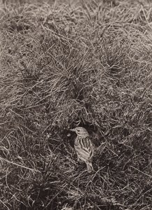 Çayır incir (s/b fotoğraf) by Richard and Cherry Kearton