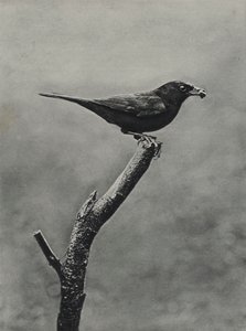 Genç için yiyecek olan erkek karatavuk (s/b fotoğraf)