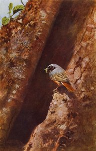 Erkek kızılkuyruk (fotoğraf) by Richard and Cherry Kearton