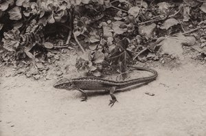 Kum kertenkelesi (s/b fotoğraf) by Richard and Cherry Kearton