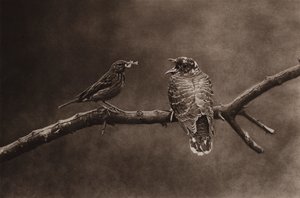 Genç bir guguk kuşunu besleyen ağaç incir (s/b fotoğraf)