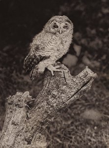 Genç kahverengi baykuş (s/b fotoğraf)