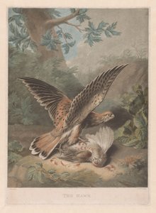 Şahin avını korur Şahin (nesne üzerindeki başlık) by Richard Earlom