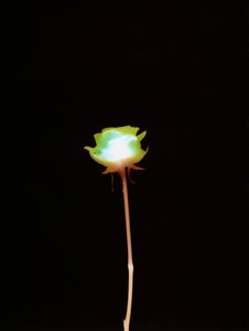 İsimsiz, 2007 by Richard Green