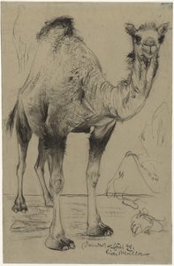 Dromedary, 1894. by Richard Muller
