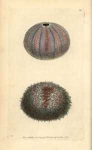 Yenilebilir deniz kestanesi, Echinus esculentus, George Shaw ve Frederick Nodder
