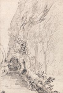 Yaşlı Bir Ağacın İncelenmesi: Gövde ve Sarmaşıkla Kaplanmış Kökler by Richard Wilson