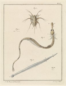 Ortak midye, pipefish ve ok solucanı