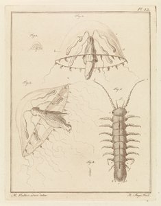 Leptomeduse ve acı su pisuarı by Robbert Muys