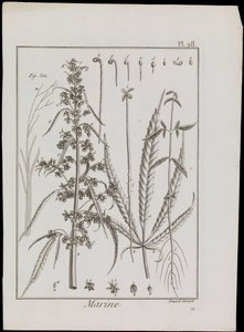 Çiçeklerin deniz diyagramı, c.1810 (gravür ve gravür)