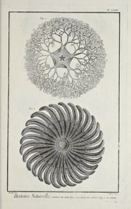 Deniz yıldızları, Denis Diderot tarafından 
