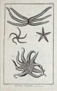 Deniz yıldızları, Denis Diderot tarafından 