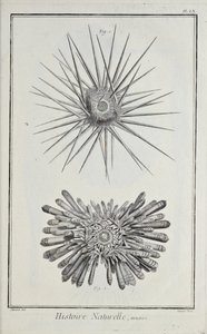 Kestaneler, Denis Diderot tarafından 