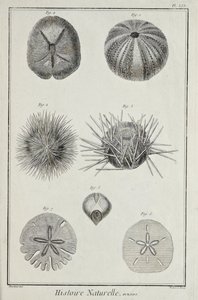 Kestaneler, Denis Diderot tarafından 