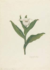 Bayan Terliği (Cypripedium Canadense, Calceolus Maria) by Robert Blyth