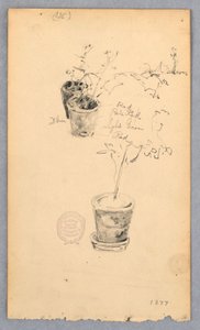 Çizim, Çiçek saksıları, 1877 by Robert Frederick Blum