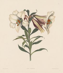 Amaryllidae