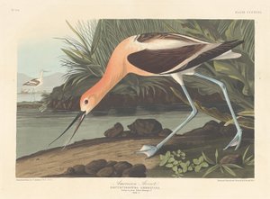 Amerikan Avoceti, 1836