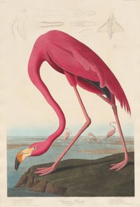Amerikan Flamingosu, 1838.