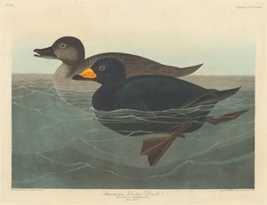 Amerikan Scoter Ördeği, 1838. by Robert Havell