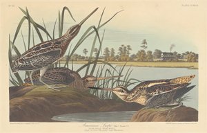 Amerikan Snipe, 1835. by Robert Havell