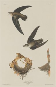 Amerikan Swift, 1833. by Robert Havell