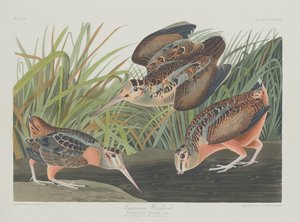 Amerikan Woodcock, 1835. by Robert Havell