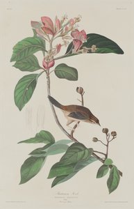 Bachman Finch, 1833. by Robert Havell