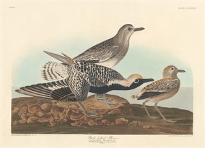 Kara karınlı Plover, 1836. by Robert Havell