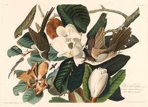 Kara gagalı guguk kuşu, 1828. by Robert Havell