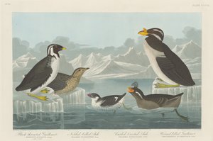 Kara boğazlı Guillemot, Askılı gagalı Auk, Kıvrımlı Tepeli Auk ve Boynuzlu gagalı..., 1838. by Robert Havell