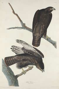 Kara Savaşçı, 1830. by Robert Havell