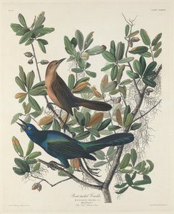 Kayık kuyruklu Grackle, 1834. by Robert Havell