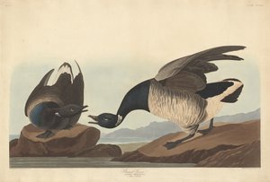 Brant Kazı, 1837. by Robert Havell
