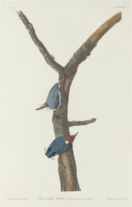Kahverengi başlı sıvacı kuşu, 1831.