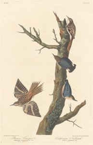 Brown Creeper ve Kaliforniyalı Nuthatch, 1838. by Robert Havell