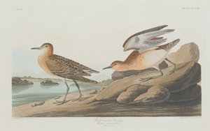 Buff göğüslü Sandpiper, 1835. by Robert Havell