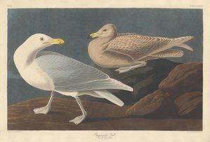 Belediye Başkanı Martı, 1837. by Robert Havell
