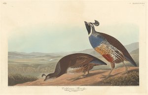 Kaliforniya Kekliği, 1838. by Robert Havell