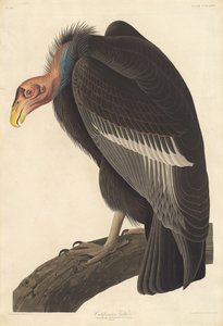 Kaliforniya Akbabası, 1838. by Robert Havell